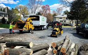 Best Tree and Shrub Care  in Glenwood Landing, NY