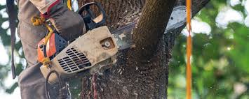 Best Tree Removal  in Glenwood Landing, NY