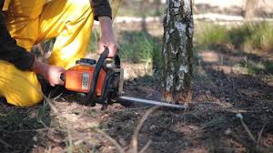Best Root Management and Removal  in Glenwood Landing, NY