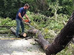 Best Storm Damage Tree Cleanup  in Glenwood Landing, NY