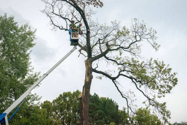 Best Tree Preservation Services  in Glenwood Landing, NY