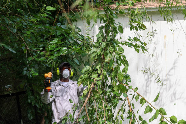 Best Pest Control for Lawns  in Glenwood Landing, NY