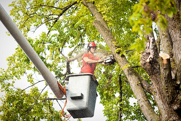 Best Commercial Tree Services  in Glenwood Landing, NY